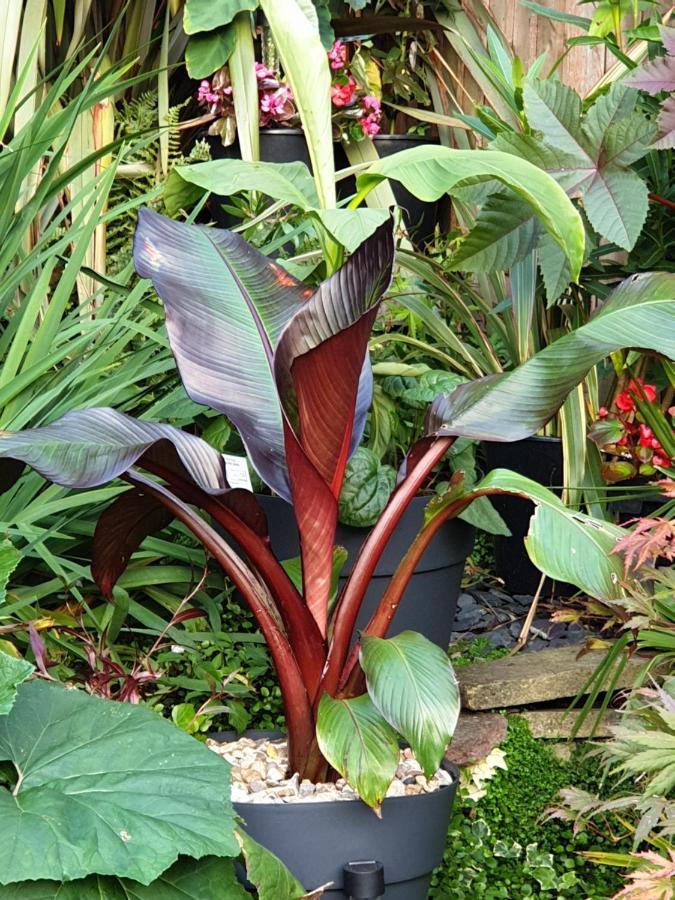 Tropical Garden Oasis Rooms Birmingham Buitenkant foto