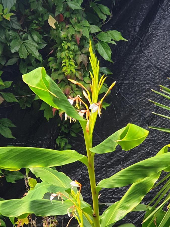 Tropical Garden Oasis Rooms Birmingham Buitenkant foto