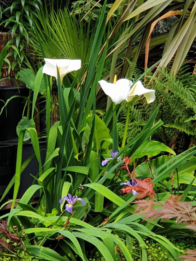 Tropical Garden Oasis Rooms Birmingham Buitenkant foto