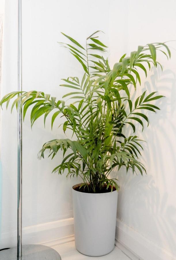 Tropical Garden Oasis Rooms Birmingham Buitenkant foto